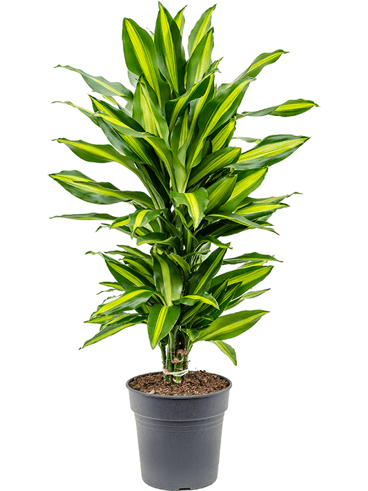 Planta naturala de interior Branched-multi D45xH70cm Dracaena fragrans 'Cintho' PS21/20cm in pamant