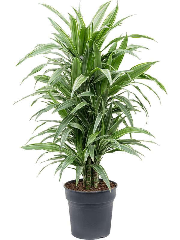 Planta naturala de interior Branched-multi D45xH90cm Dracaena deremensis 'Warneckei' PS24/23cm in pamant