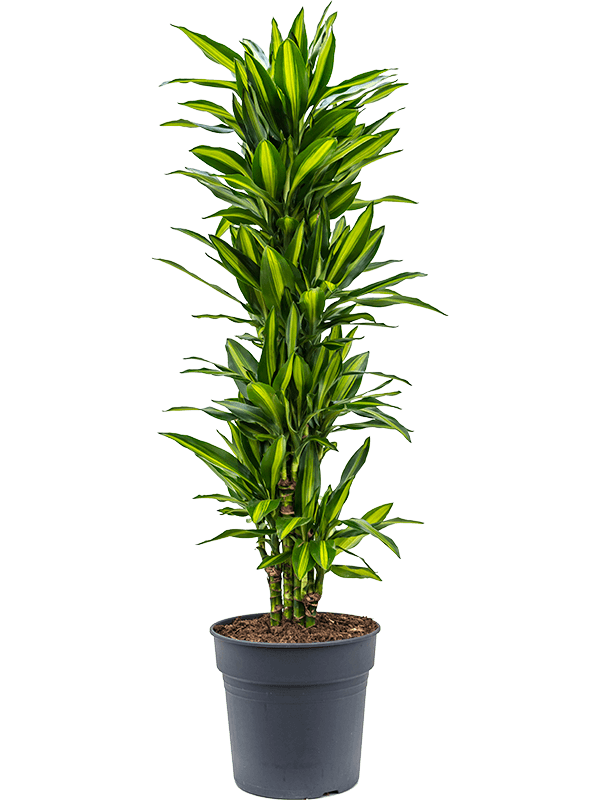 Planta naturala de interior Branched-multi D50xH140cm Dracaena fragrans 'Cintho' PS30/27cm in pamant