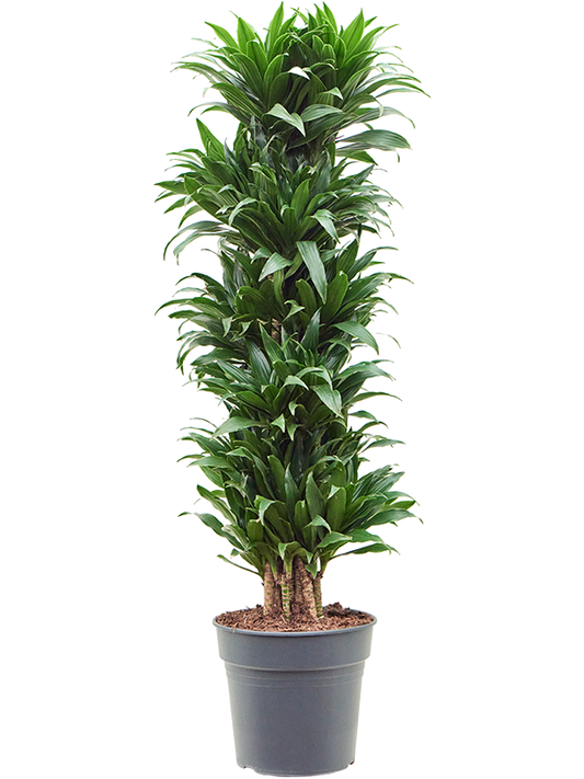 Planta naturala de interior Branched-multi D50xH140cm Dracaena fragrans 'Compacta' PS30/27cm in pamant