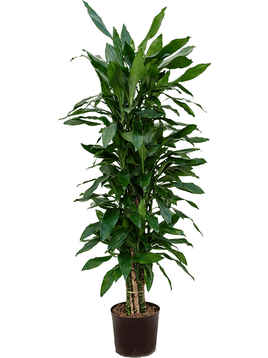 Planta naturala de interior Branched-multi D50xH145cm Dracaena fragrans 'Janet Lind' P22/19cm in hidrogranule