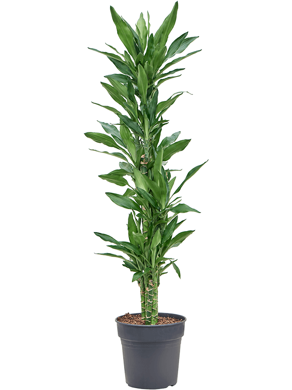 Planta naturala de interior Branched-multi D50xH150cm Dracaena fragrans 'Burundii' PS27/25cm in pamant