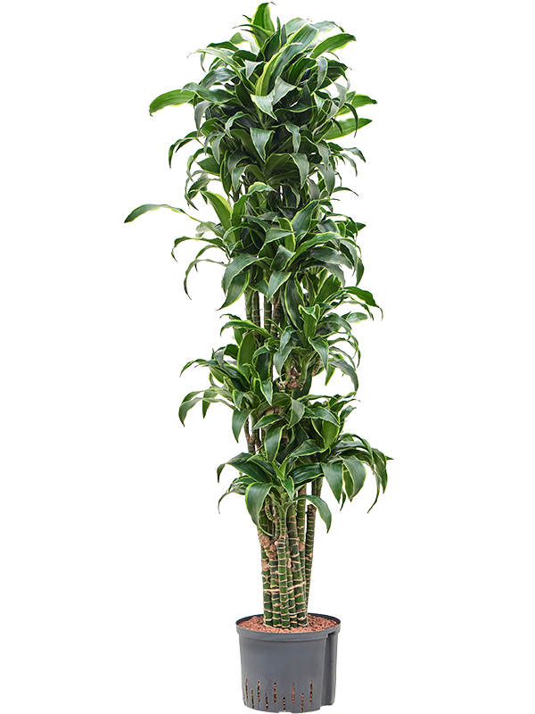 Planta naturala de interior Branched-multi D50xH165cm Dracaena fragrans 'Dorado' P25/19cm in hidrogranule