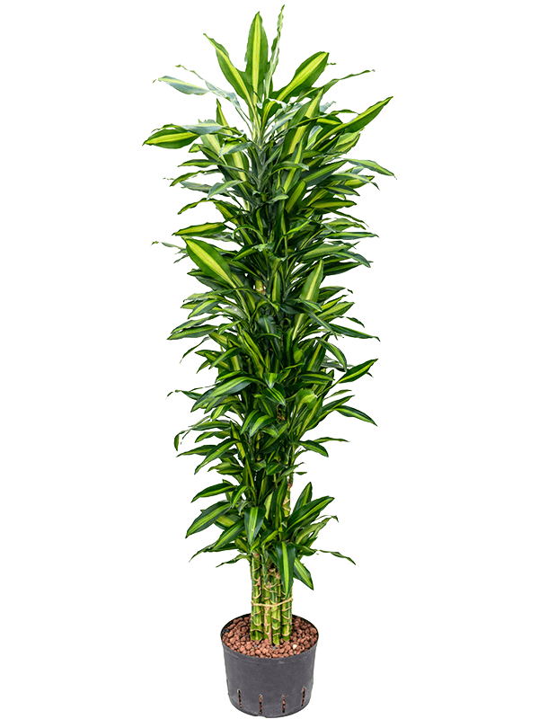 Planta naturala de interior Branched-multi D50xH170cm Dracaena fragrans 'Cintho' P25/19cm in hidrogranule