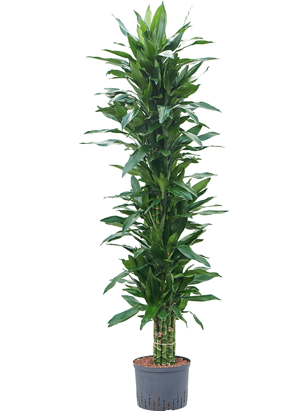 Planta naturala de interior Branched-multi D50xH180cm Dracaena fragrans 'Janet Lind' P25/19cm in hidrogranule