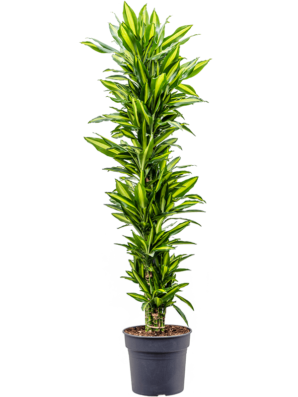 Planta naturala de interior Branched-multi D55xH170cm Dracaena fragrans 'Cintho' PS34/30cm in pamant