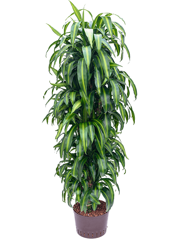 Planta naturala de interior Branched-multi D55xH170cm Dracaena fragrans 'Hawaiian Sunshine' P25/19cm in hidrogranule
