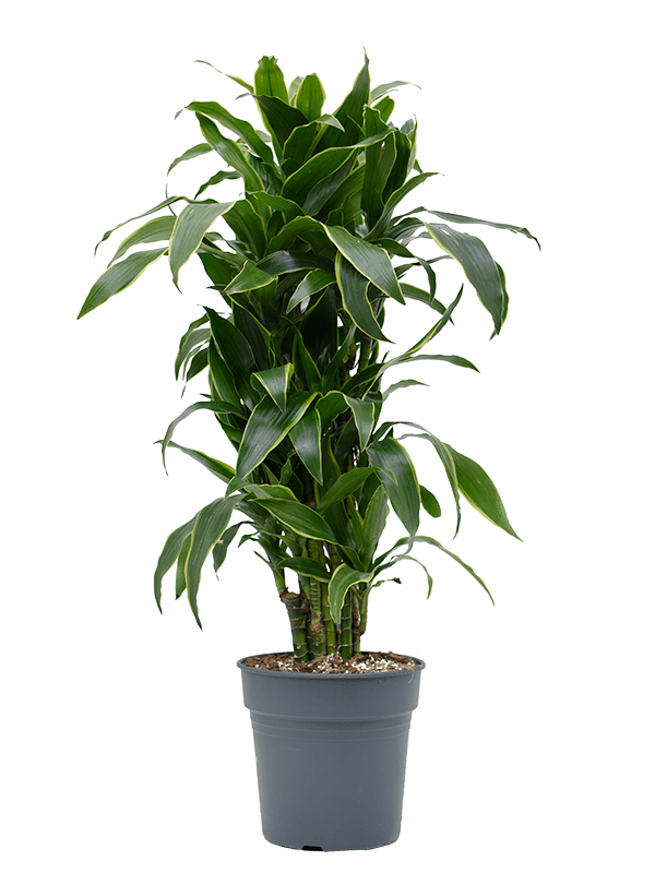 Planta naturala de interior Branched-multi D60xH120cm Dracaena fragrans 'Arturo' PS27/25cm in pamant