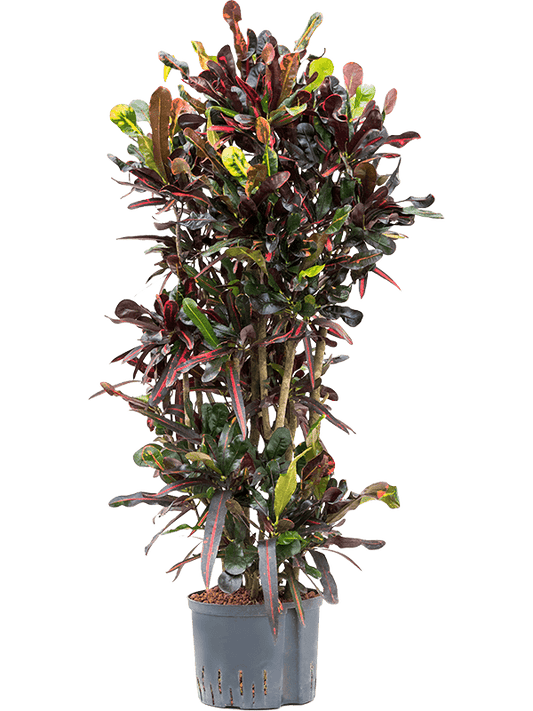 Planta naturala de interior Branchedi D60xH135cm Croton (Codiaeum) variegatum 'Mammi' P28/19cm in hidrogranule