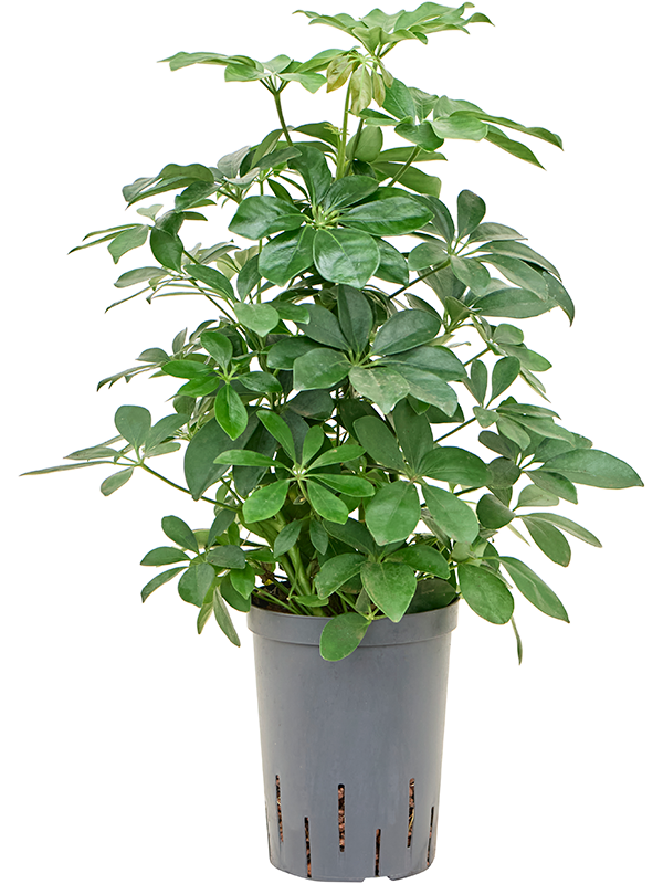 Planta naturala de interior Busch D25xH50cm Schefflera arboricola 'Compacta' P15/19cm in hidrogranule