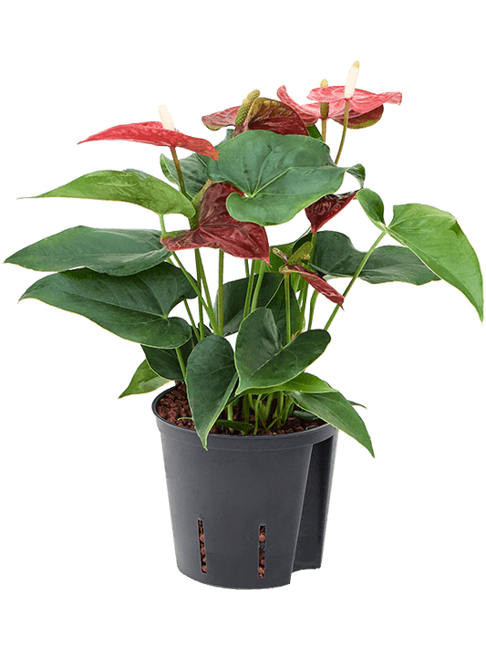 Planta naturala de interior Busch Rot D20xH35cm Anthurium andraeanum 'Sierra' P13/12cm in hidrogranule
