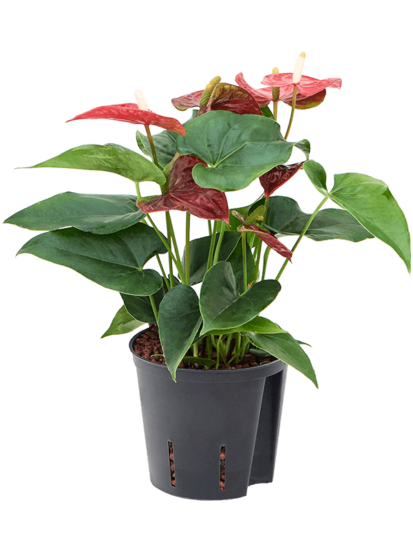 Planta naturala de interior Busch Rot D20xH35cm Anthurium andraeanum 'Sierra' P13/12cm in hidrogranule