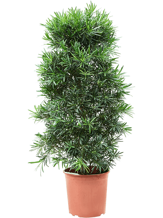 Planta naturala de interior Bush (120-140) D60xH140cm Podocarpus macrophyllus PS30/28cm in pamant