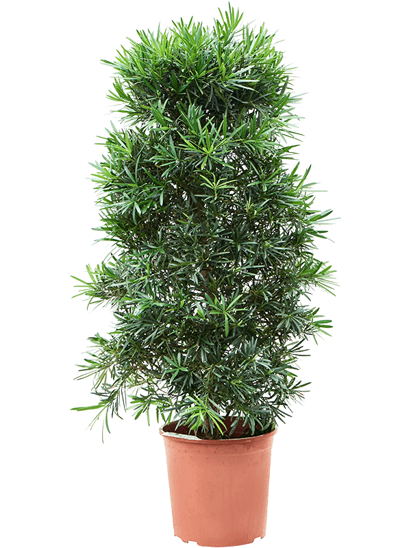 Planta naturala de interior Bush (120-140) D60xH140cm Podocarpus macrophyllus PS30/28cm in pamant