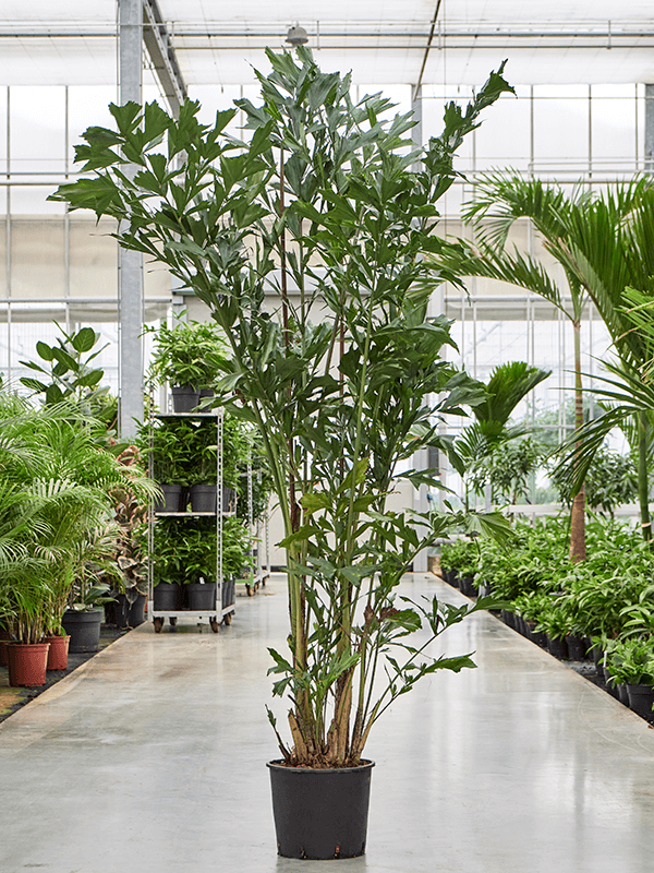 Planta naturala de interior Bush (180-220) D125xH275cm Caryota mitis PS36/28cm in pamant