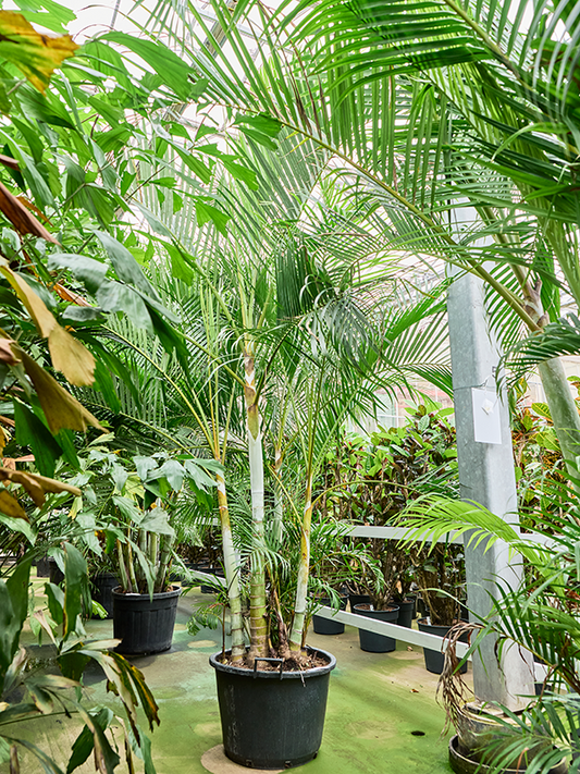 Planta naturala de interior Bush (325-375) D225xH300cm Dypsis (Areca) lutescens PS60/46cm in pamant