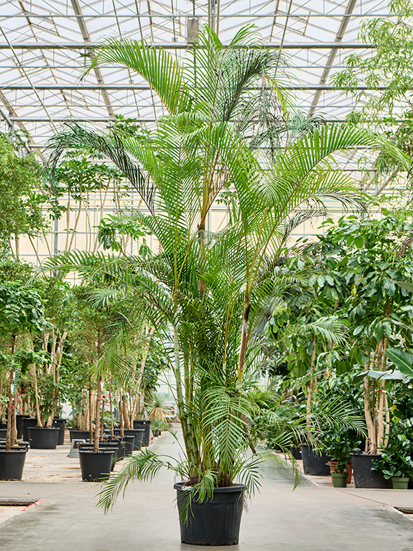 Planta naturala de interior Bush (325-375) D225xH350cm Dypsis (Areca) lutescens PS60/46cm in pamant