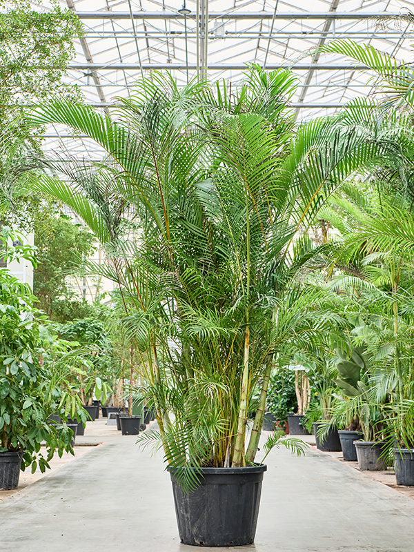 Planta naturala de interior Bush (340-375) D300xH350cm Dypsis (Areca) lutescens PS60/54cm in pamant