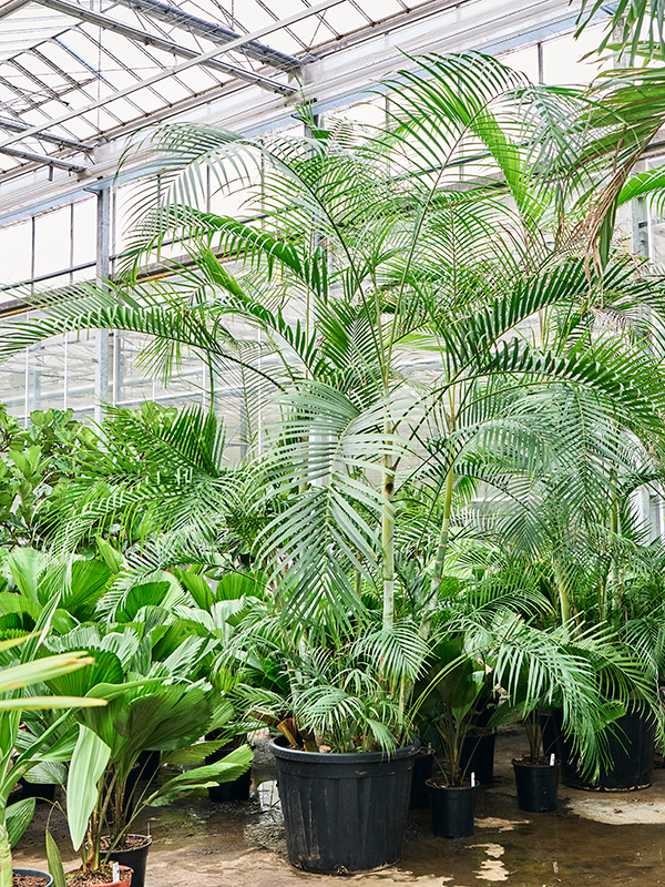 Planta naturala de interior Bush (340-375) D300xH350cm Dypsis (Areca) lutescens PS60/54cm in pamant