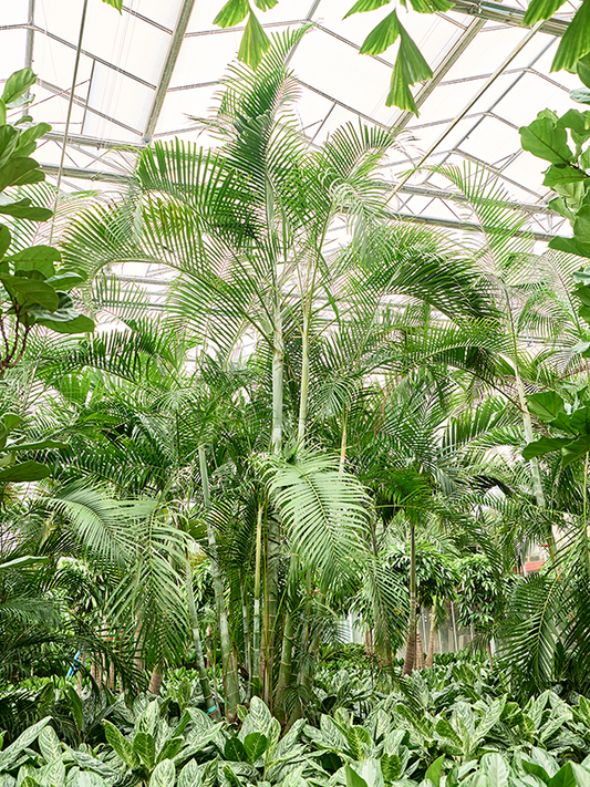 Planta naturala de interior Bush (400-450) D250xH350cm Dypsis (Areca) lutescens PS70/55cm in pamant