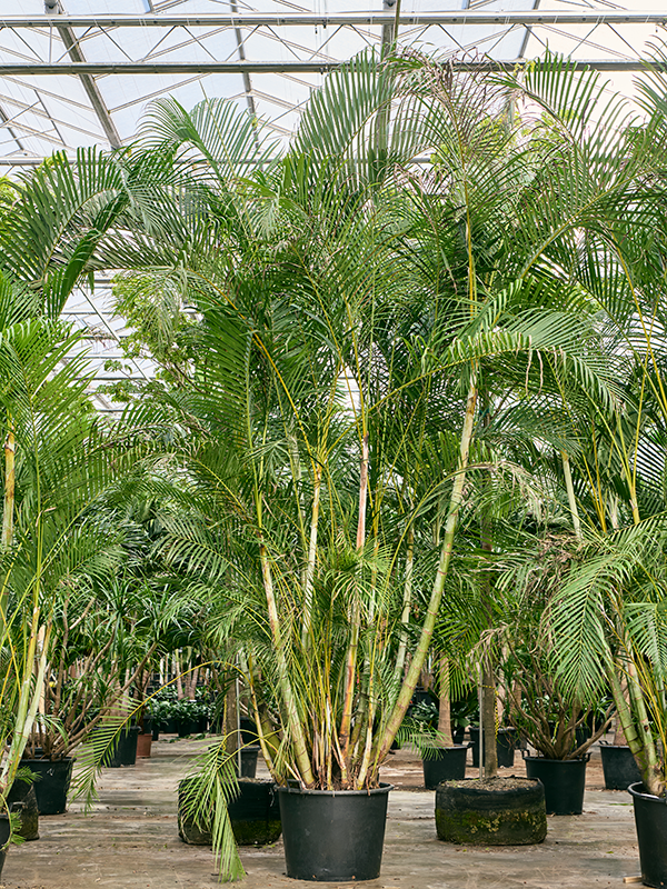 Planta naturala de interior Bush (400-450) D250xH400cm Dypsis (Areca) lutescens PS80/55cm in pamant