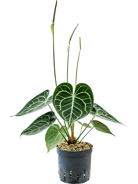 Planta naturala de interior Bush (Bims) D20xH35cm Anthurium 'Clarinervium' P13/12cm in hidrogranule