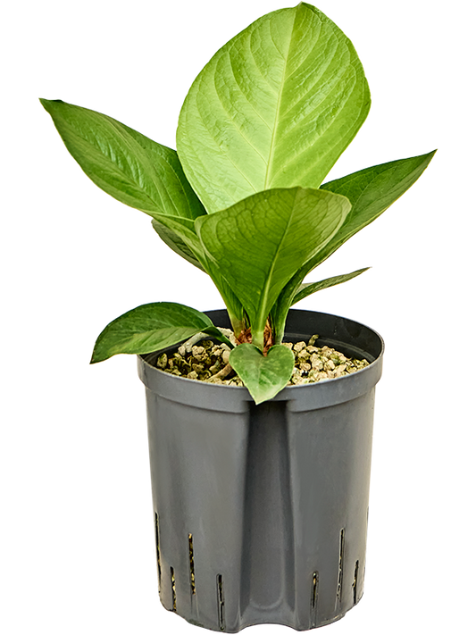 Planta naturala de interior Bush (Bims) D30xH40cm Anthurium 'Jenmanii' P18/19cm in hidrogranule