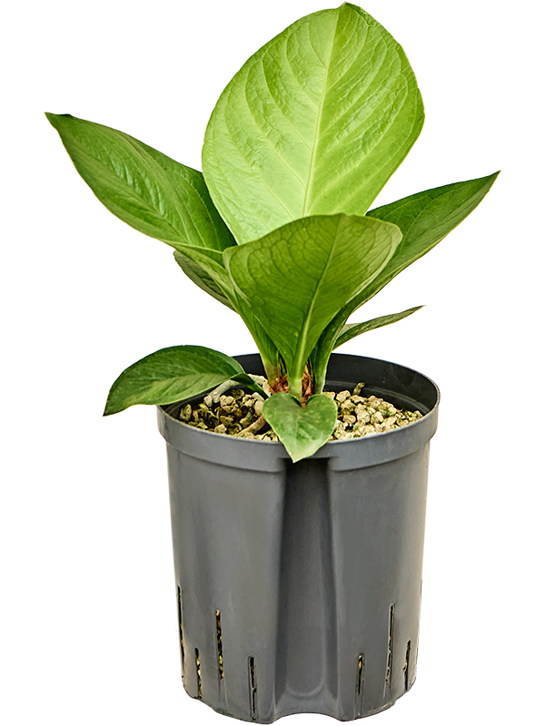 Planta naturala de interior Bush (Bims) D30xH40cm Anthurium 'Jenmanii' P18/19cm in hidrogranule