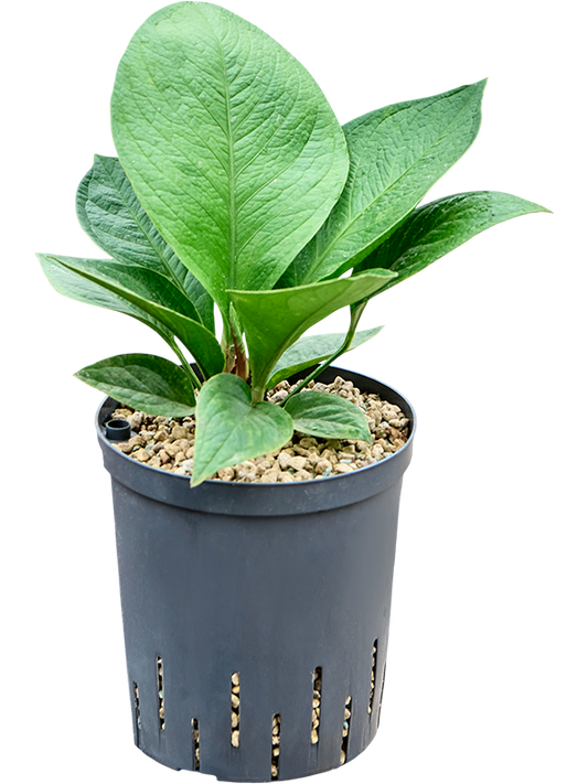 Planta naturala de interior Bush (Bims) D30xH45cm Anthurium 'Jenmanii' P18/19cm in hidrogranule