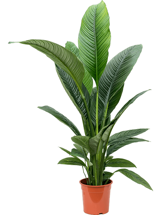 Planta naturala de interior Bush D100xH110cm Spathiphyllum 'Sensation' PS24/22cm in pamant