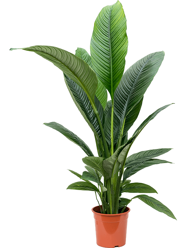 Planta naturala de interior Bush D100xH110cm Spathiphyllum &