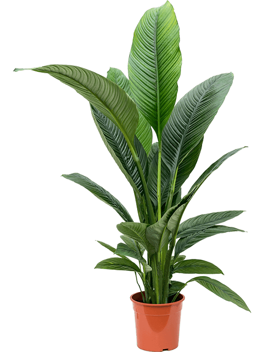 Planta naturala de interior Bush D100xH110cm Spathiphyllum 'Sensation' PS24/22cm in pamant