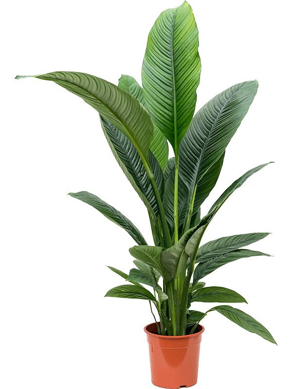 Planta naturala de interior Bush D100xH110cm Spathiphyllum 'Sensation' PS24/22cm in pamant