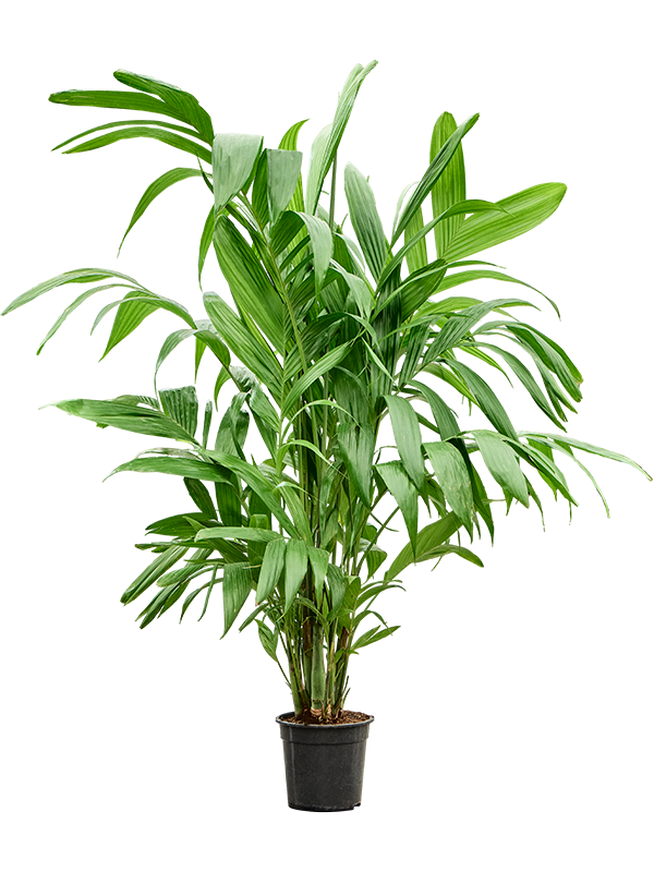 Planta naturala de interior Bush D100xH140cm Areca triandra PS24/23cm in pamant