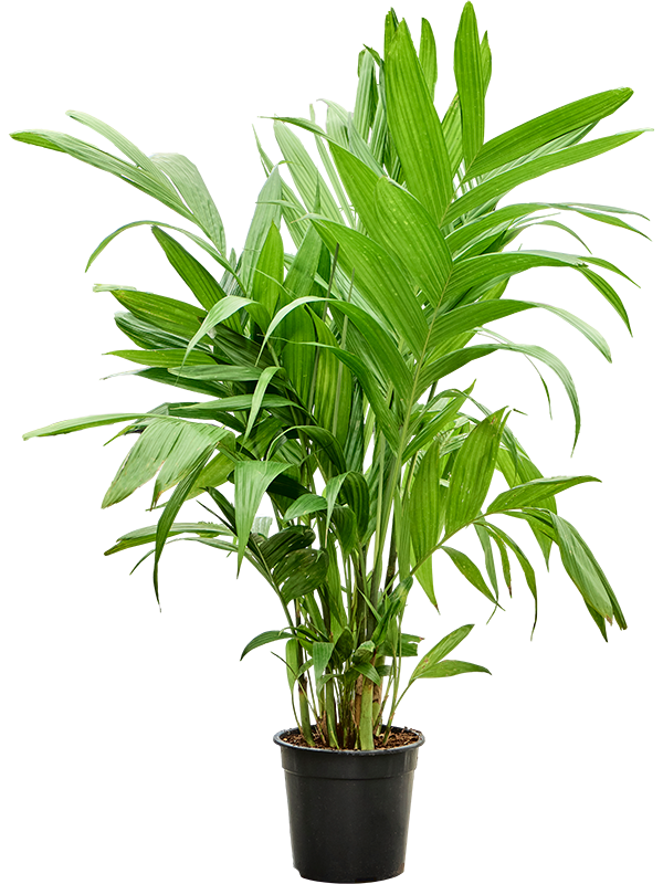 Planta naturala de interior Bush D100xH160cm Areca triandra PS27/25cm in pamant