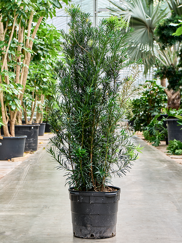 Planta naturala de interior Bush D100xH175cm Podocarpus macrophyllus 'Maki' PS41/38cm in pamant