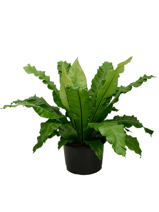 Planta naturala de interior Bush D100xH70cm Asplenium nidus PS37/26cm in pamant