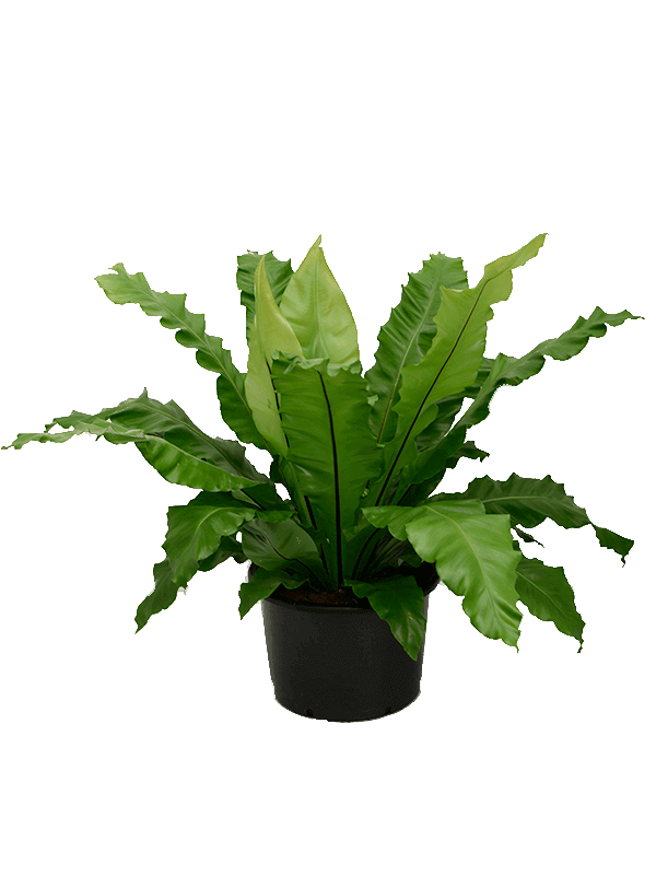 Planta naturala de interior Bush D100xH70cm Asplenium nidus PS37/26cm in pamant