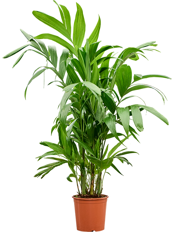 Planta naturala de interior Bush D110xH180cm Areca triandra PS30/27cm in pamant