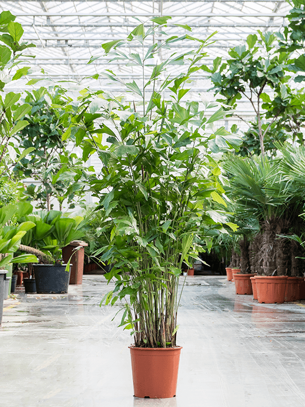 Planta naturala de interior Bush D130xH220cm Caryota mitis PS30/28cm in pamant