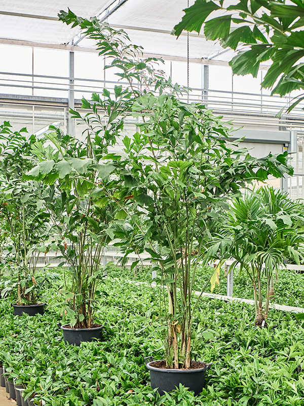 Planta naturala de interior Bush D140xH300cm Caryota mitis(2.30-3.00M) PS50/41cm in pamant