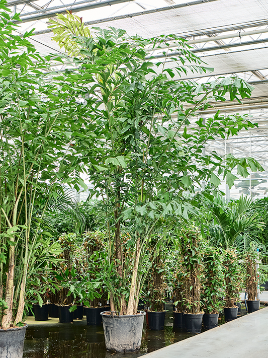 Planta naturala de interior Bush D150xH290cm Caryota mitis PS45/37cm in pamant