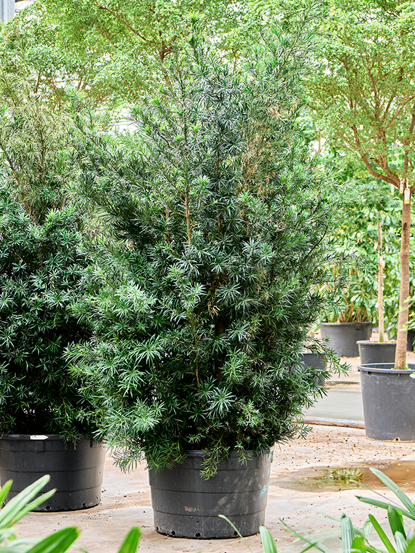 Planta naturala de interior Bush D150xH300cm Podocarpus macrophyllus 'Maki' PS90/54cm in pamant