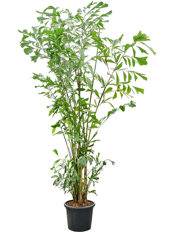 Planta naturala de interior Bush D170xH300cm Caryota mitis (290-325) PS43/32cm in pamant