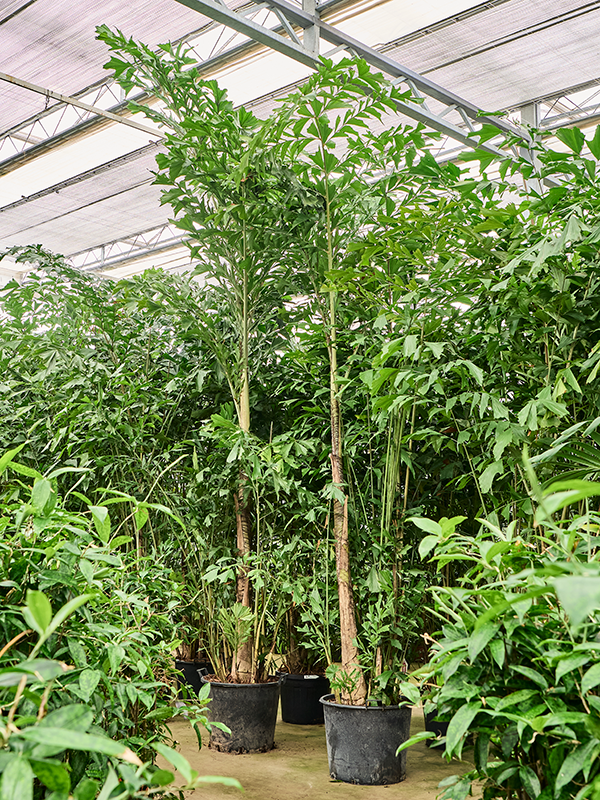 Planta naturala de interior Bush D200xH350cm Caryota mitis PS70/51cm in pamant