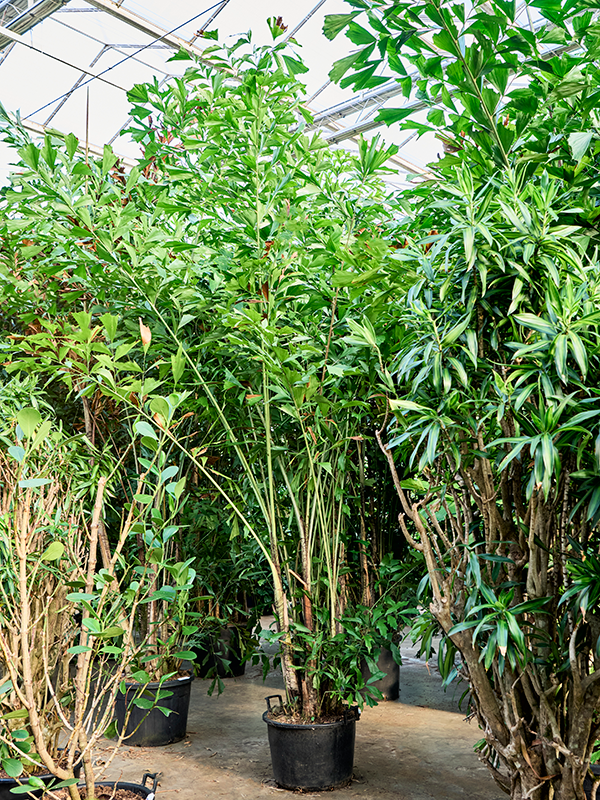 Planta naturala de interior Bush D200xH450cm Caryota mitis PS60/48cm in pamant