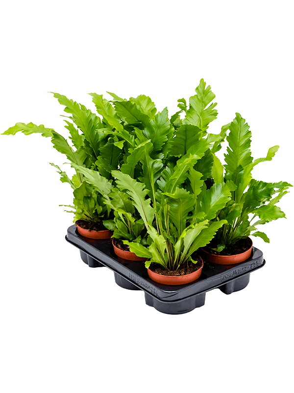 Planta naturala de interior Bush D20xH30cm Asplenium nidus 'Campio' PS12/9cm in pamant