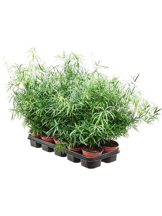 Planta naturala de interior Bush D20xH35cm Asparagus falcatus PS12/10cm in pamant