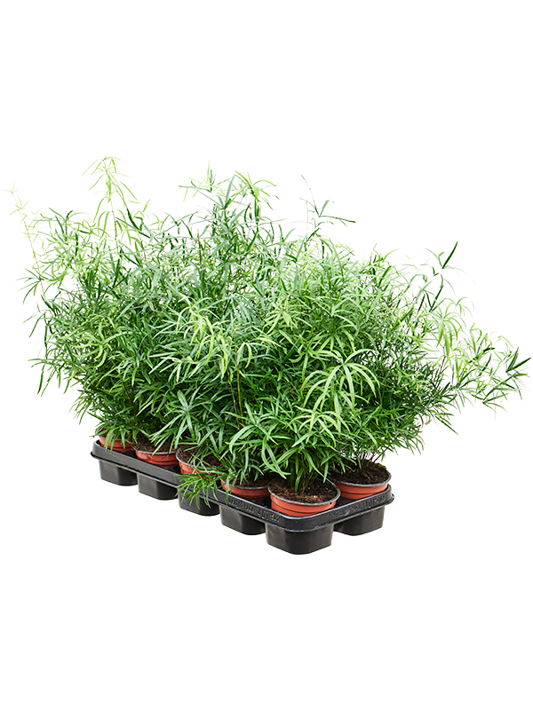 Planta naturala de interior Bush D20xH35cm Asparagus falcatus PS12/10cm in pamant