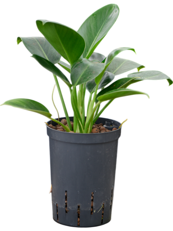 Planta naturala de interior Bush D20xH40cm Philodendron 'Green Congo' P15/19cm in hidrogranule